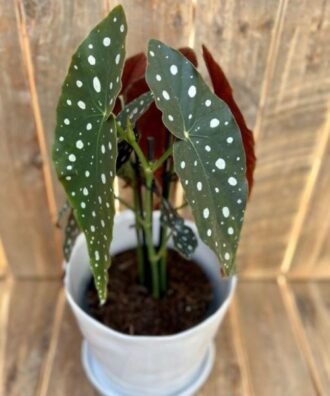 Angel wing Begonia