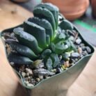 Haworthia Truncata