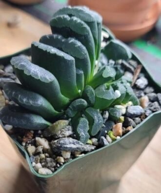 Haworthia Truncata