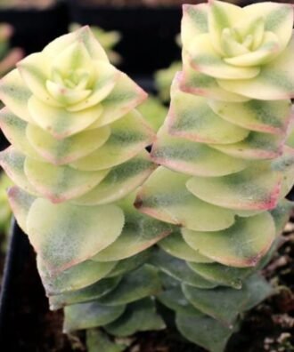 Button plant