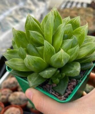 Haworthia