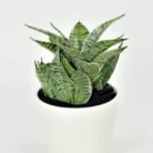 Sansevieria trifasciata ‘Night Owl’