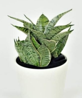Sansevieria trifasciata ‘Night Owl’