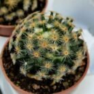 Mammillaria schumannii