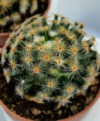 Mammillaria schumannii