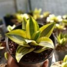 Sansevieria ‘Golden Hahnii’