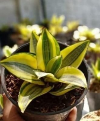 Sansevieria ‘Golden Hahnii’