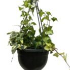 Variegated Wax Ivy (Senecio macroglossus ‘Variegatus’) is a striking, evergreen trailing plant prized for its glossy, ivy-shaped leaves adorned with creamy-white variegation. Despite its common name, it is not a true ivy but belongs to the daisy family (Asteraceae).
