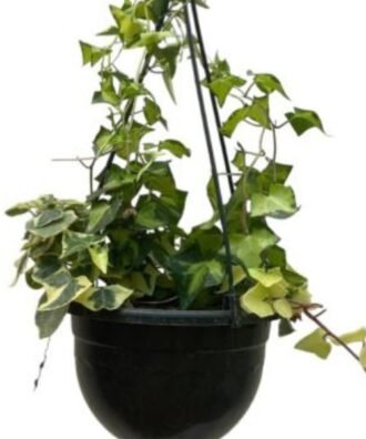 Variegated Wax Ivy (Senecio macroglossus ‘Variegatus’) is a striking, evergreen trailing plant prized for its glossy, ivy-shaped leaves adorned with creamy-white variegation. Despite its common name, it is not a true ivy but belongs to the daisy family (Asteraceae).