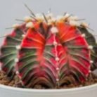 Red Gymnocalycium