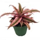 Cryptanthus