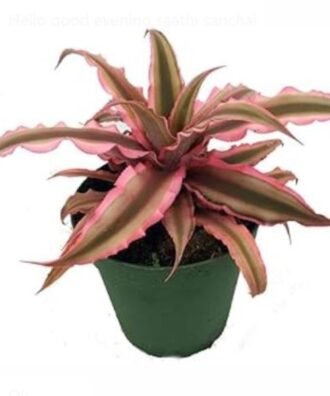 Cryptanthus