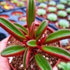 Ruby Glow