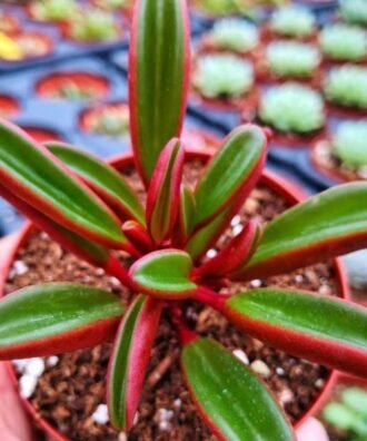 Ruby Glow