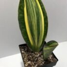 Variegated Whale Fin plant