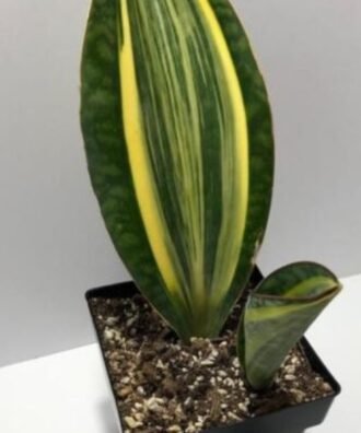 Variegated Whale Fin plant