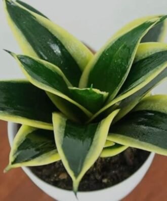 Sansevieria Hahnii 'Magrinata'