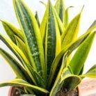 Sansevieria 'Golden Flame'
