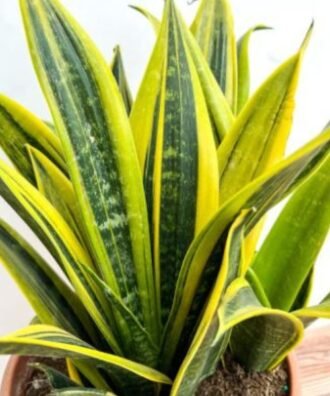Sansevieria 'Golden Flame'
