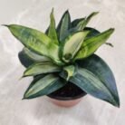 Sansevieria 'Silver Streak'