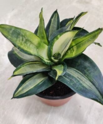 Sansevieria 'Silver Streak'