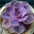 Echeveria perle von