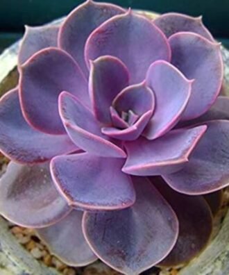 Echeveria perle von