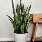 Sansevieria trifasciata ‘Laurentii’