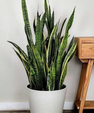 Sansevieria trifasciata ‘Laurentii’