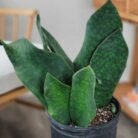 Whale Fin Sansevieria