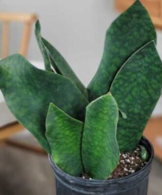 Whale Fin Sansevieria