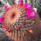 Mammillaria spinosissima