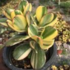 Variegated Jade Plant
