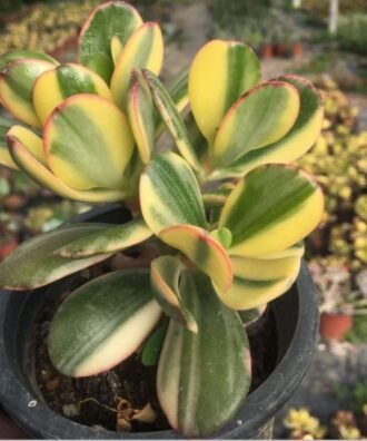 Variegated Jade Plant