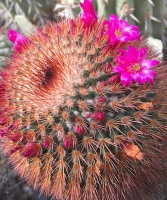 Mammillaria spinosissima