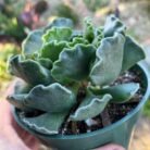 Adromischus cristatus