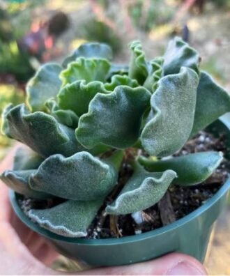 Adromischus cristatus